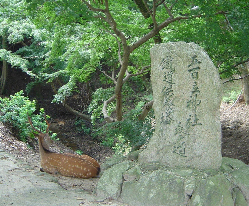 Thousands of Deer Flood the Streets of Japan's Nara Thousands of Deer Flood the Streets of Japan's Nara