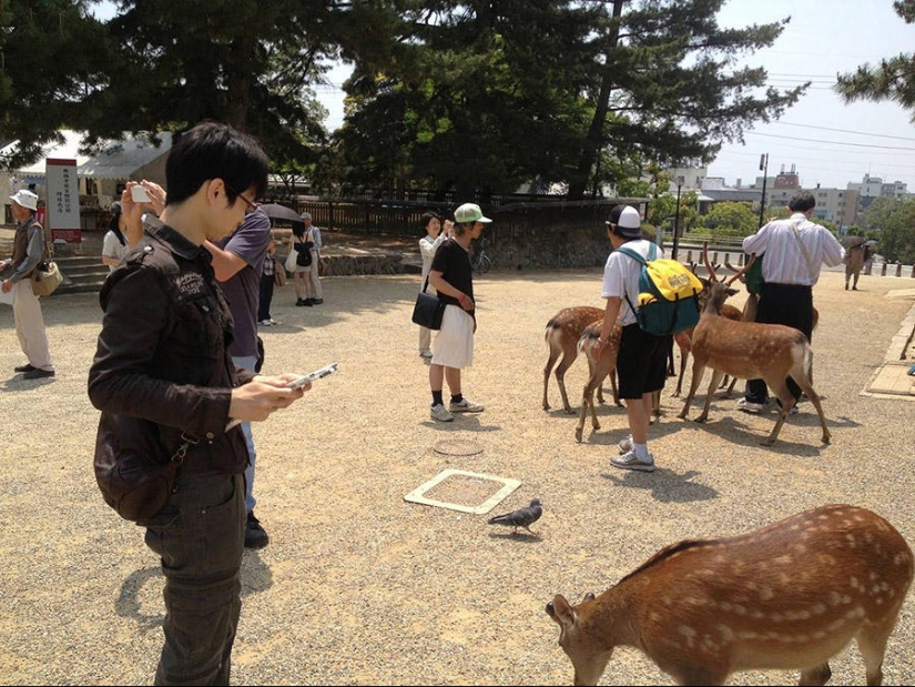 Thousands of Deer Flood the Streets of Japan's Nara Thousands of Deer Flood the Streets of Japan's Nara
