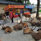Thousands of Deer Flood the Streets of Japan's Nara Thousands of Deer Flood the Streets of Japan's Nara