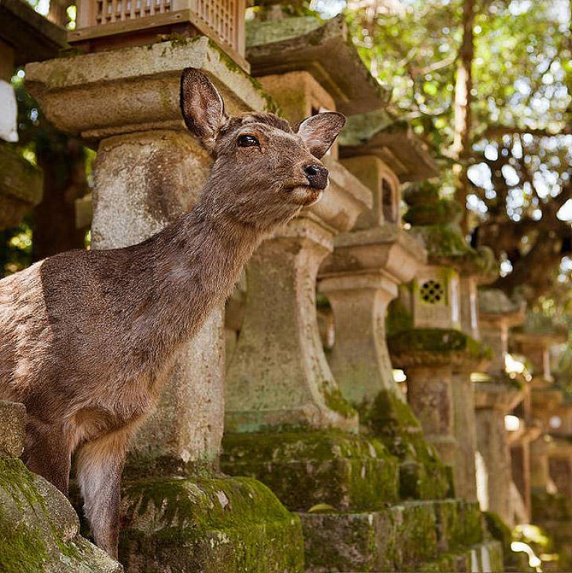 Thousands of Deer Flood the Streets of Japan's Nara Thousands of Deer Flood the Streets of Japan's Nara