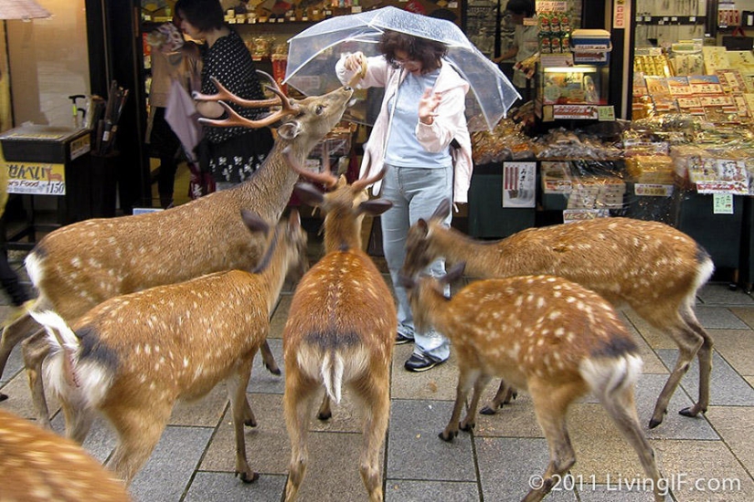 Thousands of Deer Flood the Streets of Japan's Nara Thousands of Deer Flood the Streets of Japan's Nara