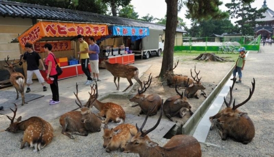Thousands of Deer Flood the Streets of Japan&#39;s Nara