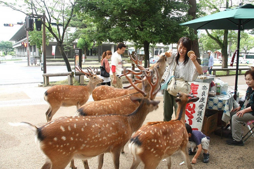 Thousands of Deer Flood the Streets of Japan's Nara Thousands of Deer Flood the Streets of Japan's Nara