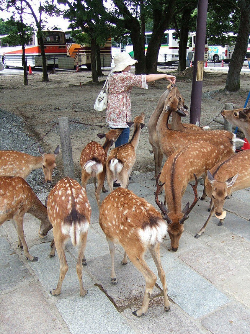 Thousands of Deer Flood the Streets of Japan's Nara Thousands of Deer Flood the Streets of Japan's Nara