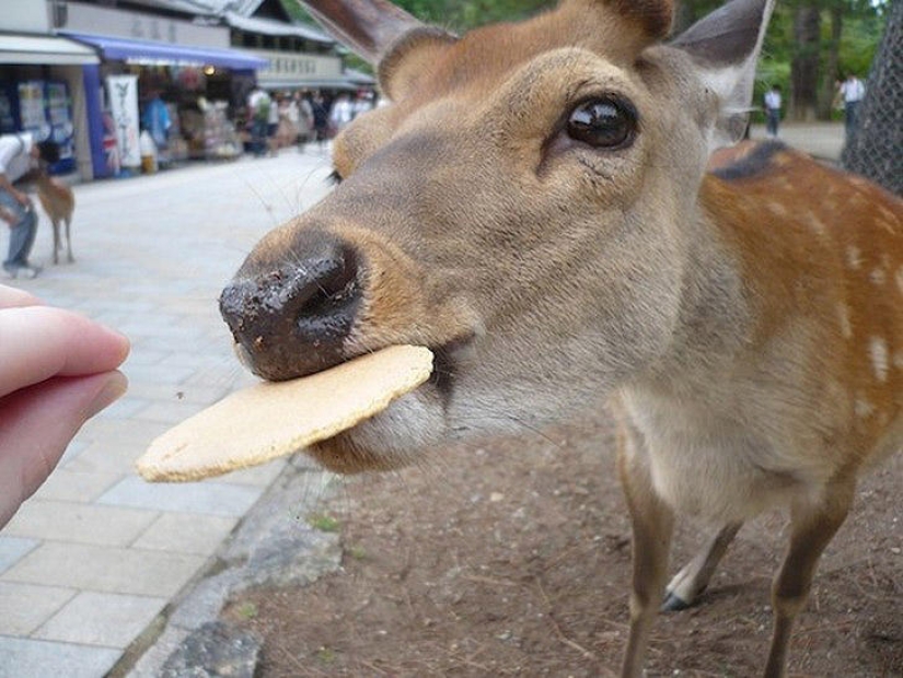 Thousands of Deer Flood the Streets of Japan's Nara Thousands of Deer Flood the Streets of Japan's Nara