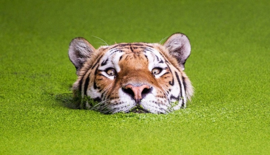 Tigers and their wild animal magnetism