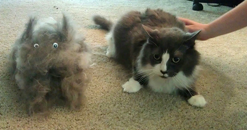 Tips for Cats and dogs care Man Tips for Cats and dogs care Man