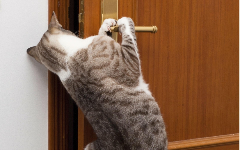 Tips for Cats and dogs care Man Tips for Cats and dogs care Man