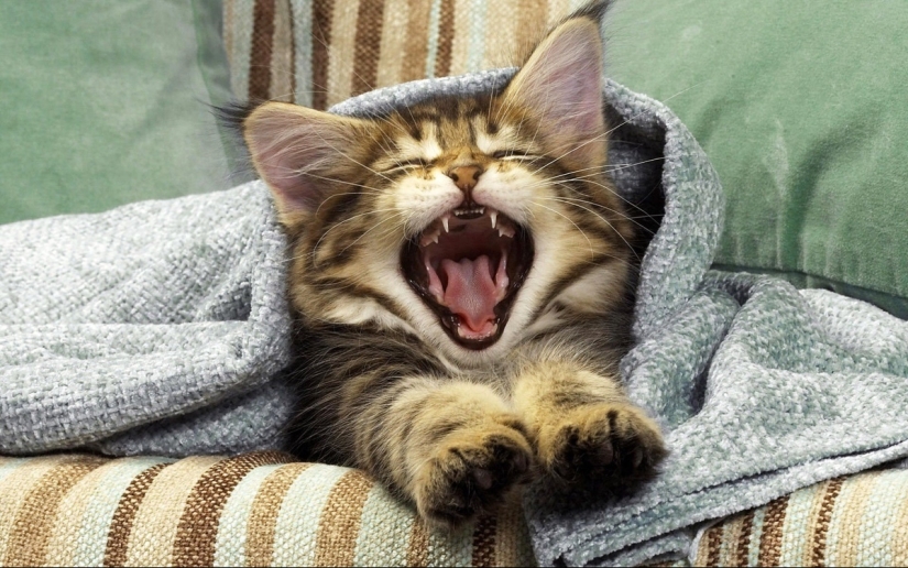 Tips for Cats and dogs care Man Tips for Cats and dogs care Man
