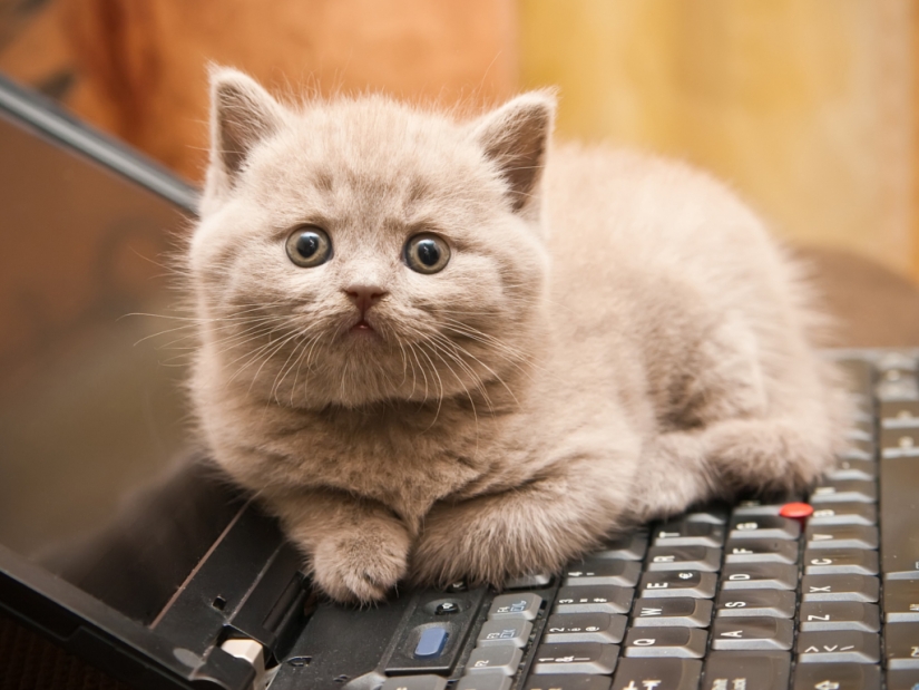 Tips for Cats and dogs care Man Tips for Cats and dogs care Man
