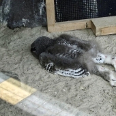 Tired owls are sleeping: it turns out that the owls are resting with their muzzle down