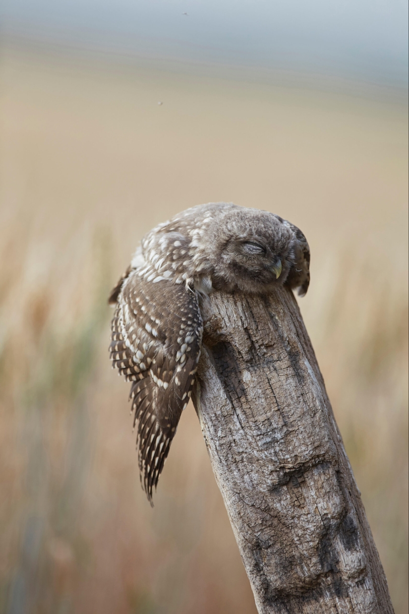 Tired owls are sleeping: it turns out that the owls are resting with their muzzle down