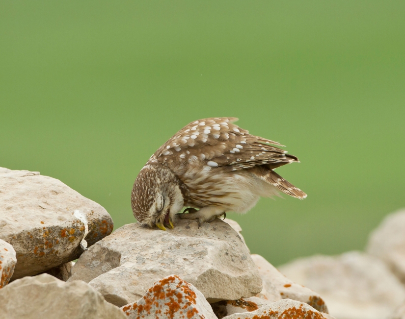 Tired owls are sleeping: it turns out that the owls are resting with their muzzle down