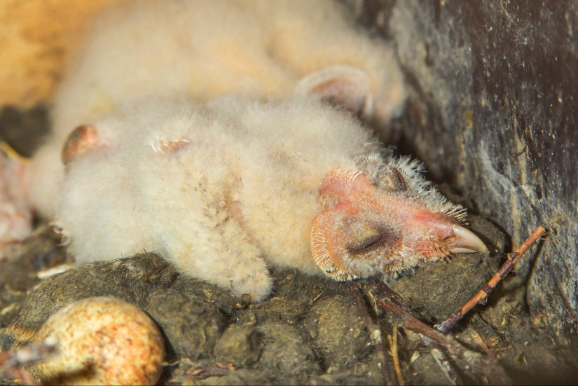 Tired owls are sleeping: it turns out that the owls are resting with their muzzle down