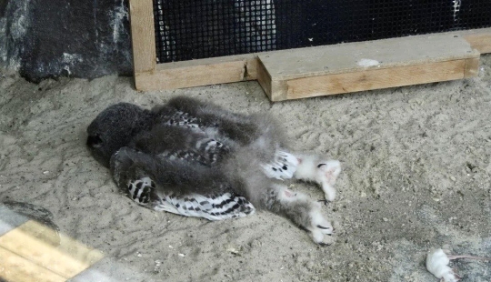 Tired owls are sleeping: it turns out that the owls are resting with their muzzle down Tired owls are sleeping: it turns out that the owls are resting with their muzzle down