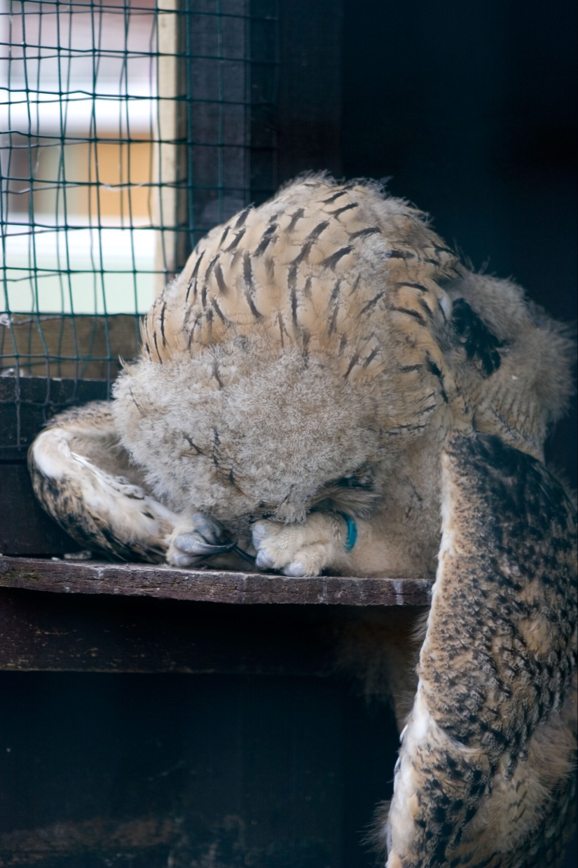 Tired owls are sleeping: it turns out that the owls are resting with their muzzle down