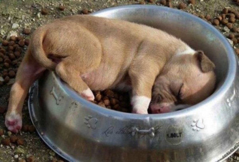 Tired sleeping puppies, sleeping in a bowl