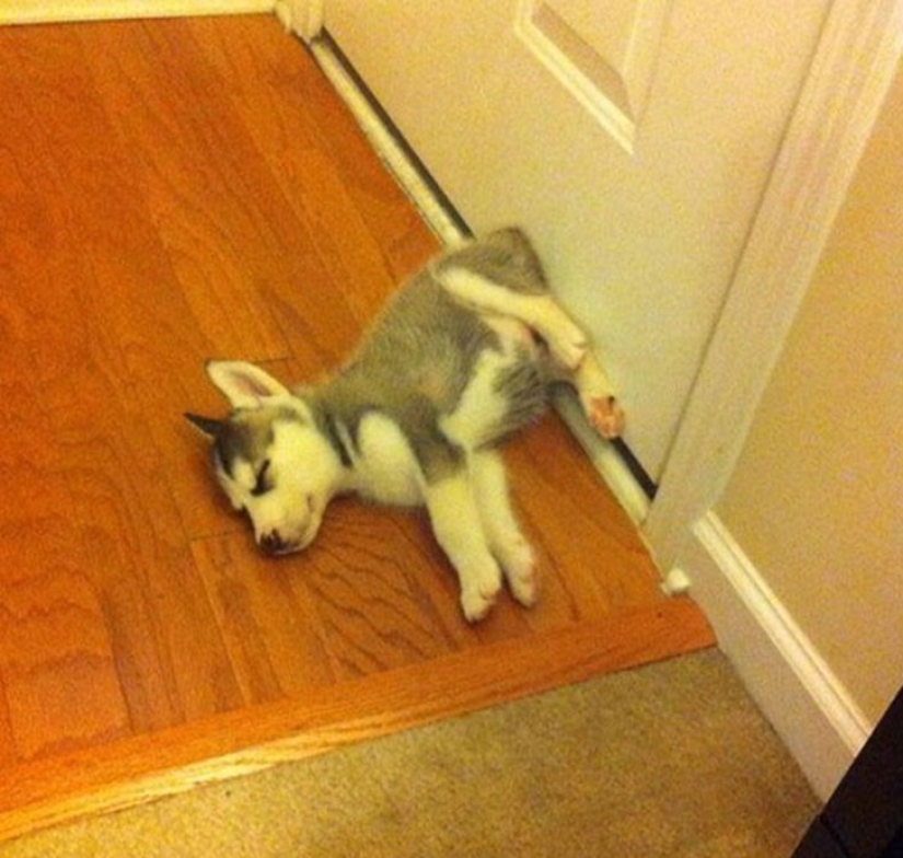 Tired sleeping puppies, sleeping in a bowl