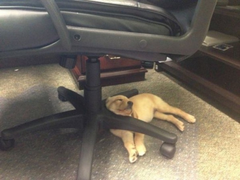 Tired sleeping puppies, sleeping in a bowl