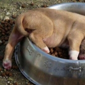 Tired sleeping puppies, sleeping in a bowl