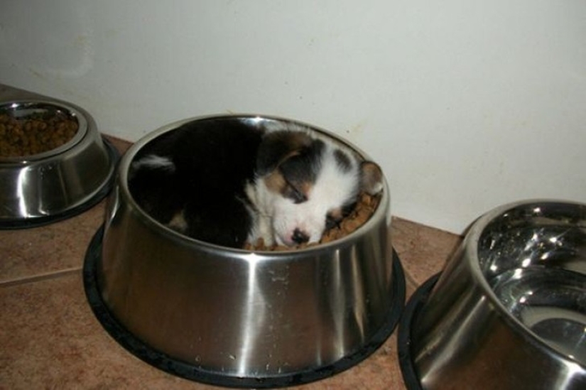 Tired sleeping puppies, sleeping in a bowl