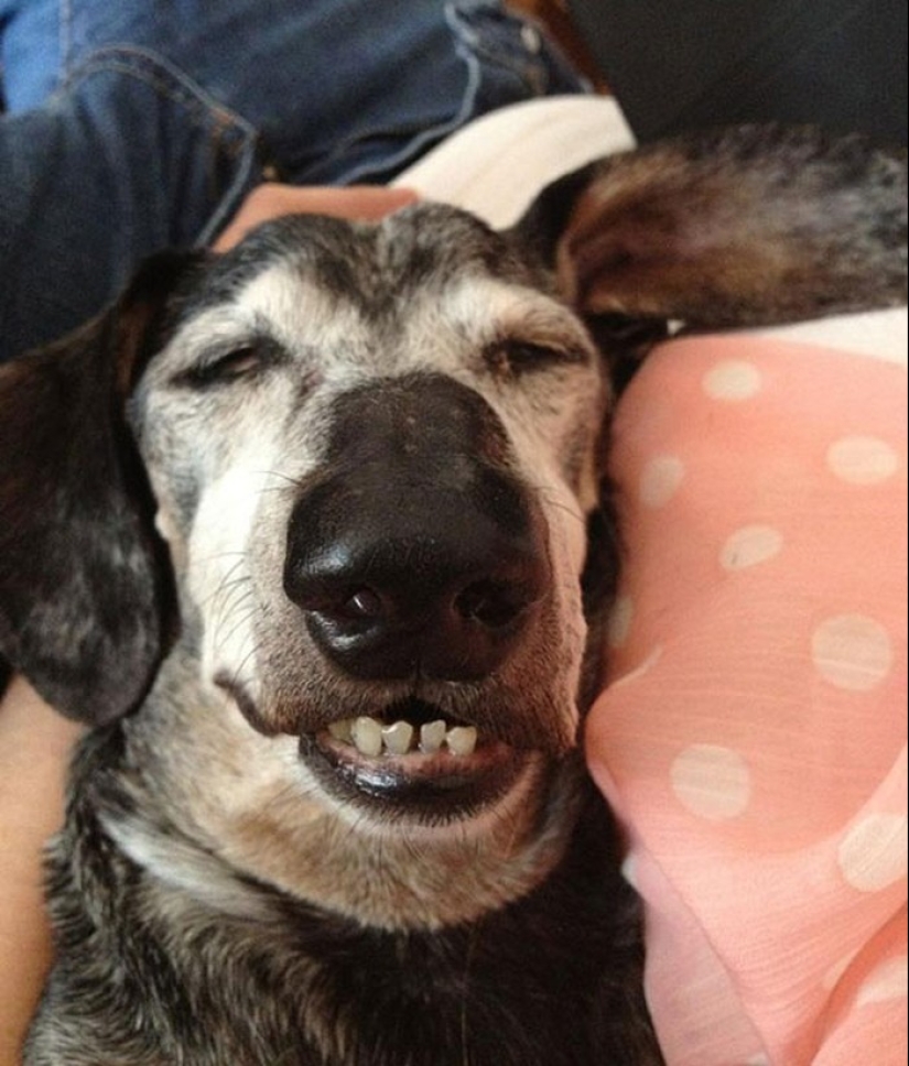 Tired sleeping puppies, sleeping in a bowl
