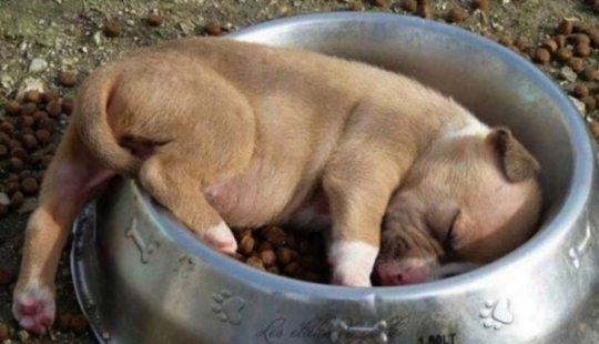 Tired sleeping puppies, sleeping in a bowl Tired sleeping puppies, sleeping in a bowl