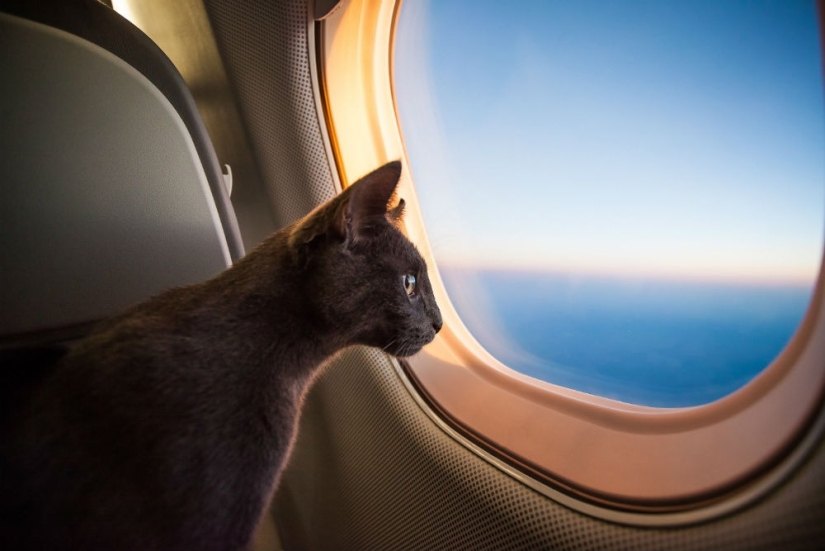Todo lo que Necesitas Saber sobre Viajar con Animales