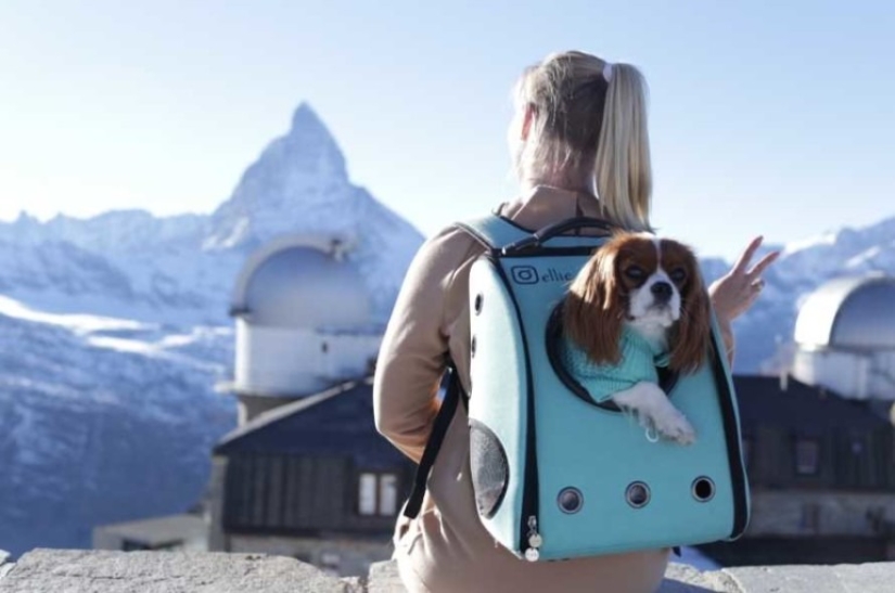 Todo lo que Necesitas Saber sobre Viajar con Animales