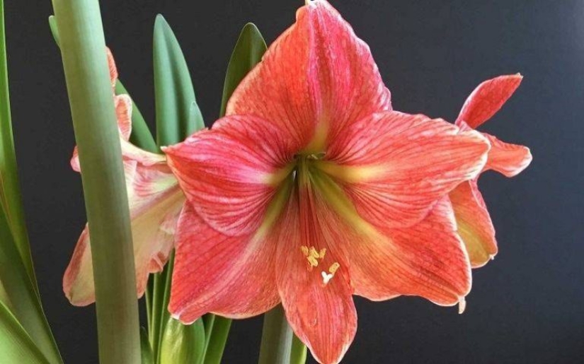 Top 10 dangerous plants for pets Top 10 dangerous plants for pets