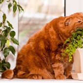 Top 10 dangerous plants for pets Top 10 dangerous plants for pets