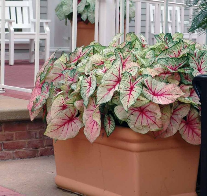 Top 10 dangerous plants for pets Top 10 dangerous plants for pets