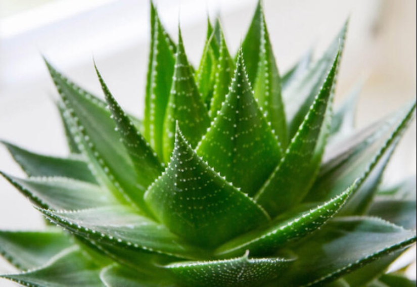 Top 10 dangerous plants for pets Top 10 dangerous plants for pets