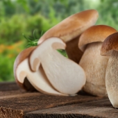 Top 10 Mushrooms: Kings of the Forest Top 10 Mushrooms: Kings of the Forest