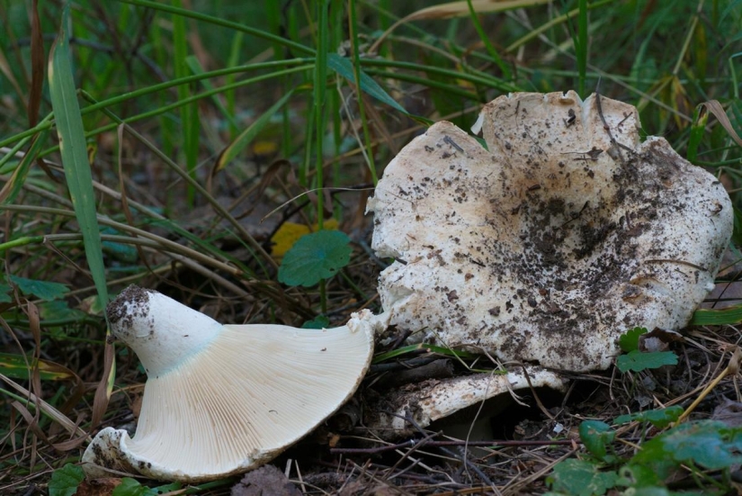 Top 10 Mushrooms: Kings of the Forest Top 10 Mushrooms: Kings of the Forest