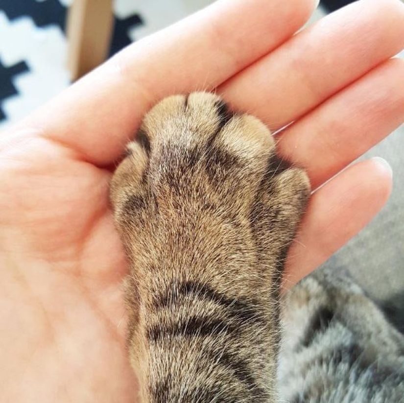 Top 20 strange things make cat owners Top 20 strange things make cat owners