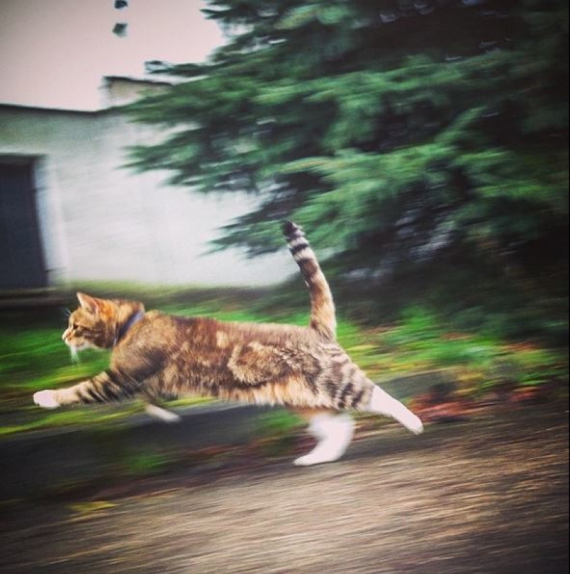 Top 20 strange things make cat owners Top 20 strange things make cat owners