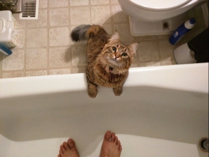 Top 20 strange things make cat owners Top 20 strange things make cat owners