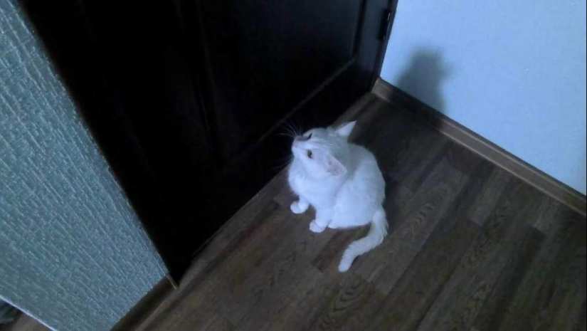 Top 20 strange things make cat owners Top 20 strange things make cat owners