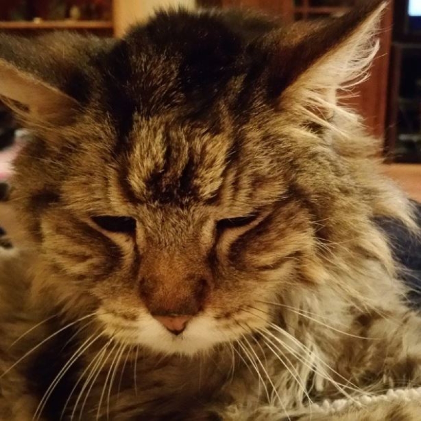 Top 20 strange things make cat owners Top 20 strange things make cat owners