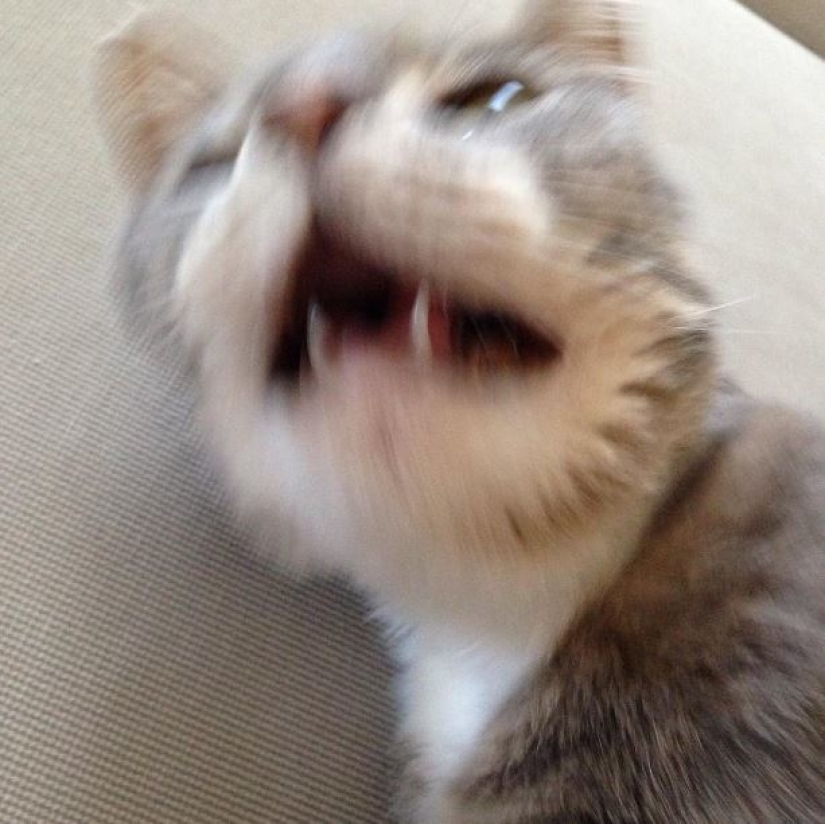 Top 20 strange things make cat owners Top 20 strange things make cat owners