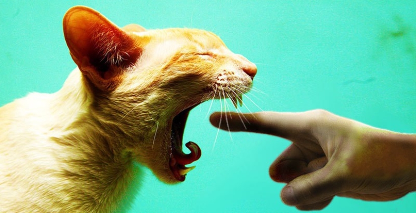 Top 20 strange things make cat owners Top 20 strange things make cat owners