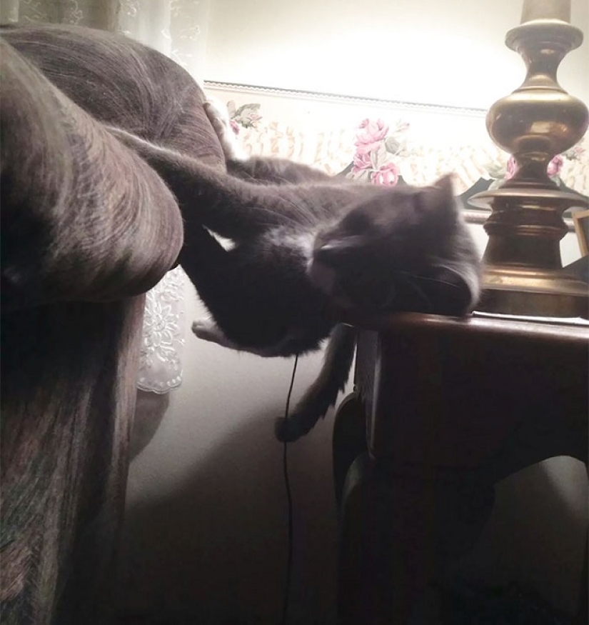 Top 20 strange things make cat owners Top 20 strange things make cat owners