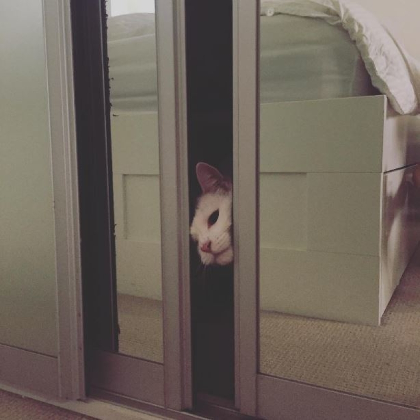Top 20 strange things make cat owners Top 20 strange things make cat owners