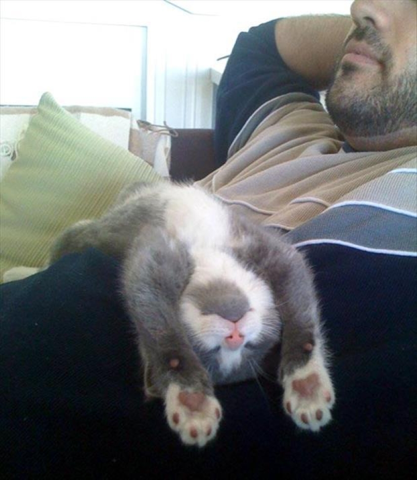 Top 20 strange things make cat owners Top 20 strange things make cat owners