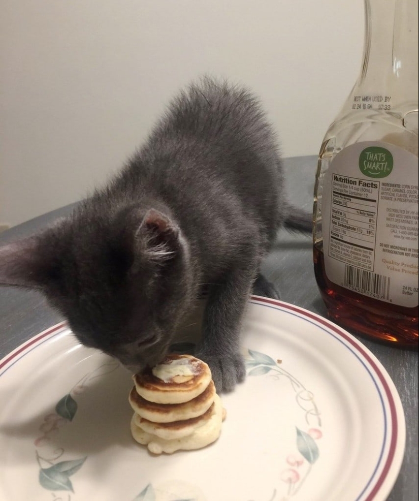 Top 20 strange things make cat owners Top 20 strange things make cat owners