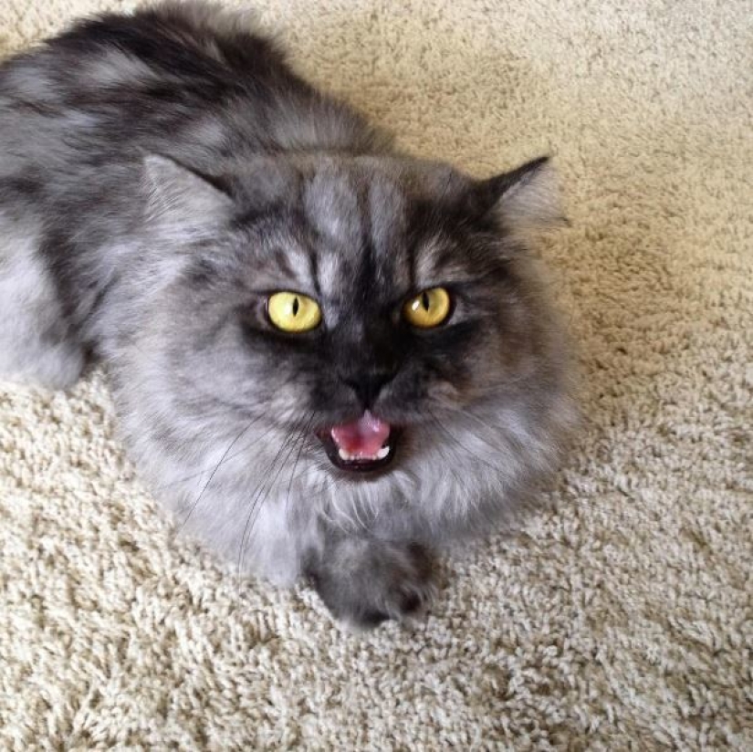 Top 20 strange things make cat owners Top 20 strange things make cat owners