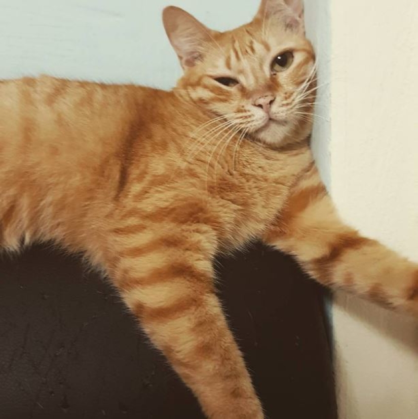 Top 20 strange things make cat owners Top 20 strange things make cat owners