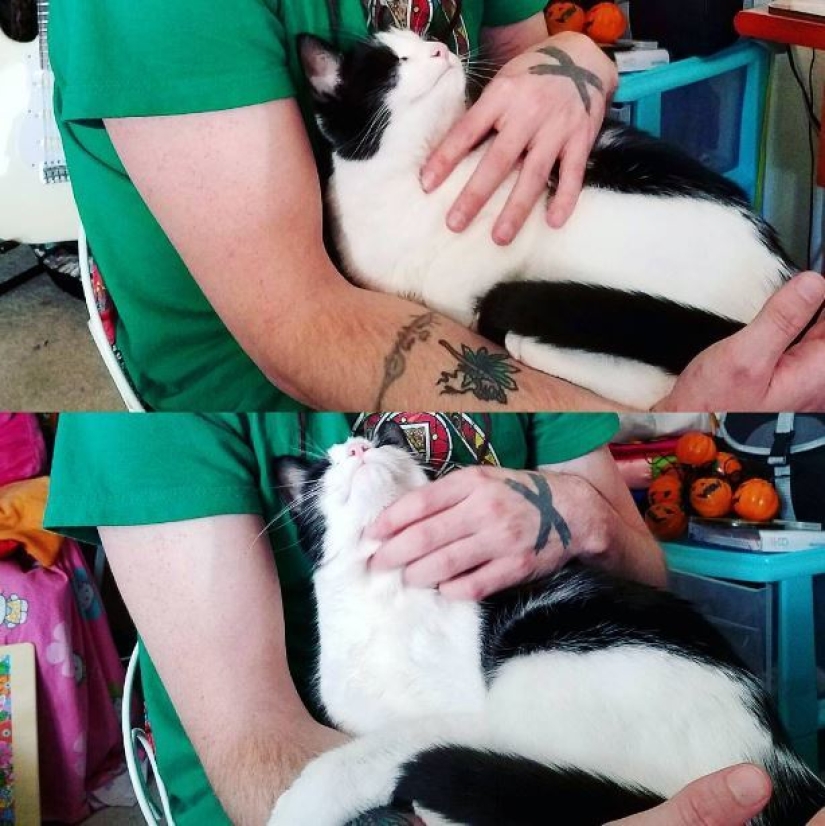 Top 20 strange things make cat owners Top 20 strange things make cat owners
