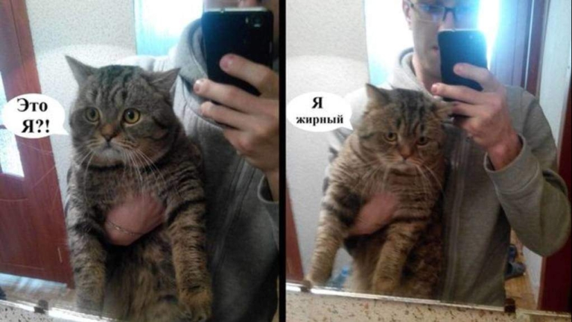 Top 20 strange things make cat owners Top 20 strange things make cat owners